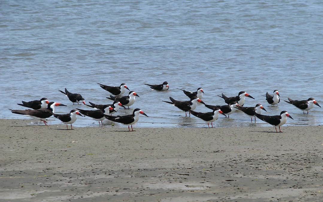 Update: Cleanup Canceled, Join Us for a Boat Tour Instead