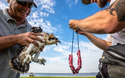 Join Us for a Special Presentation on Osprey Conservation