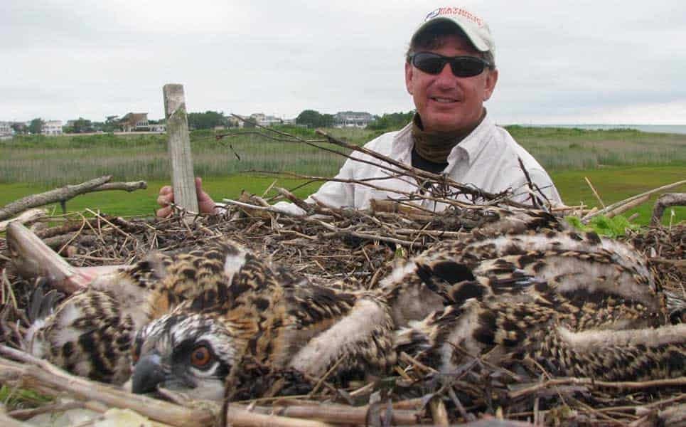 2020 Mordecai Island Ospreys: The Lost Summer